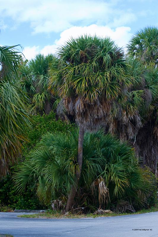 20090221_140434 D3 P1 3400x5100 srgb.jpg - Foliage, MacArthur Beach State Park.  Nestled on a barrier island, the park encompasses 325 acres.